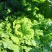 山地种植秋绿，麻叶青白菜，叶面清秀无虫眼无烧心