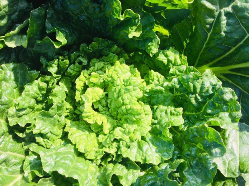 山地种植秋绿，麻叶青白菜，叶面清秀无虫眼无烧心