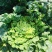 山地种植秋绿，麻叶青白菜，叶面清秀无虫眼无烧心
