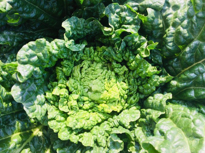 山地种植秋绿，麻叶青白菜，叶面清秀无虫眼无烧心