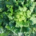 山地种植秋绿，麻叶青白菜，叶面清秀无虫眼无烧心