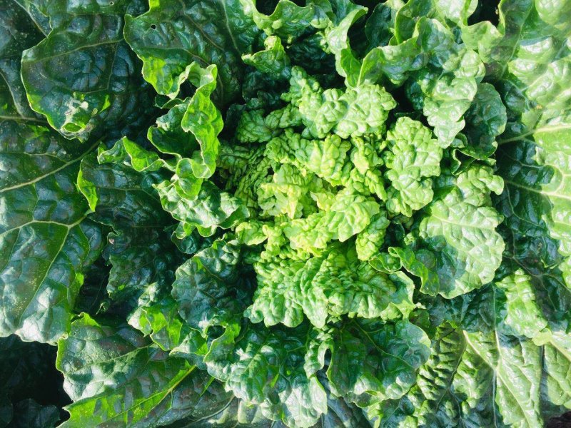 山地种植秋绿，麻叶青白菜，叶面清秀无虫眼无烧心