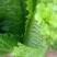 山地种植秋绿，麻叶青白菜，叶面清秀无虫眼无烧心