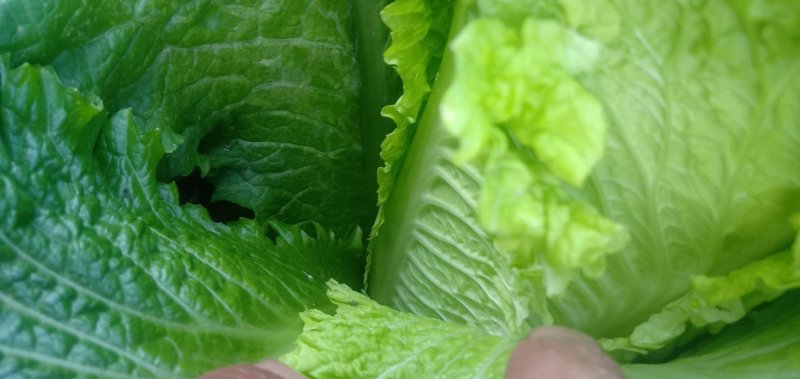 山地种植秋绿，麻叶青白菜，叶面清秀无虫眼无烧心