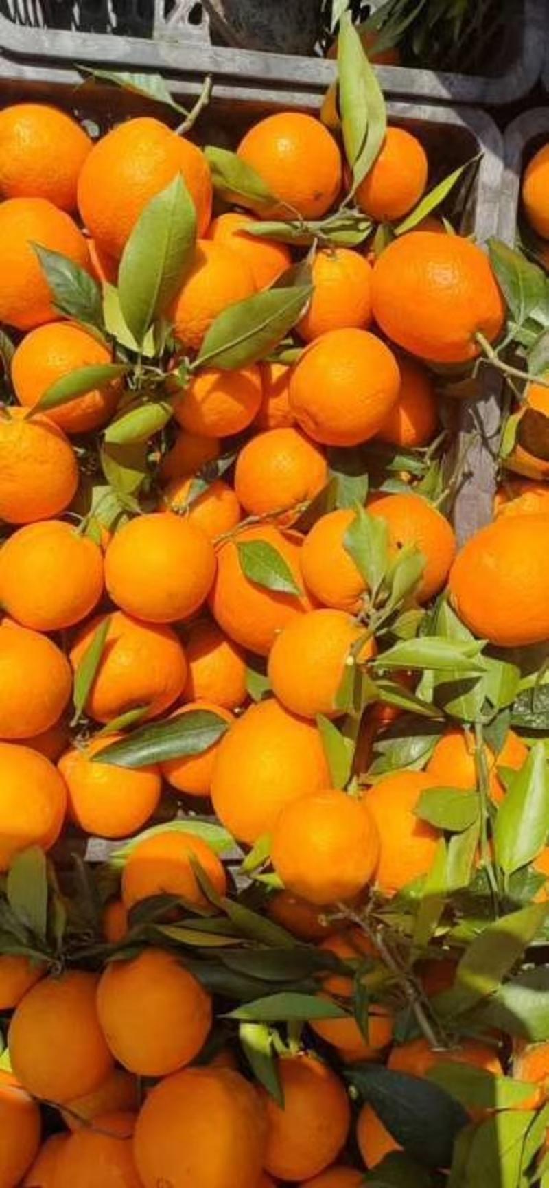《热卖》夏橙鲜果皮薄汁多水分充足口感甜现摘现发