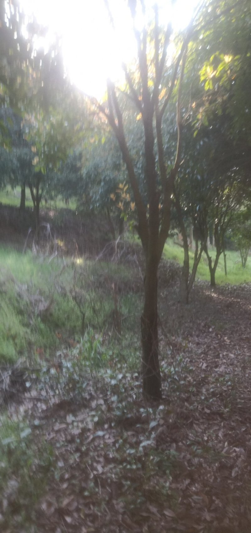 出售成品桂花树