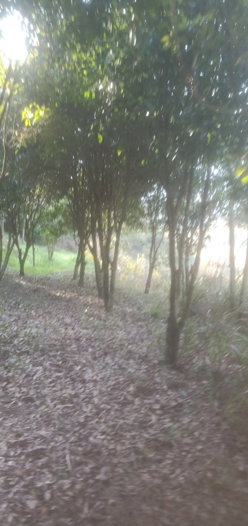 出售成品桂花树
