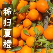 《热卖》夏橙鲜果皮薄汁多水分充足口感甜现摘现发