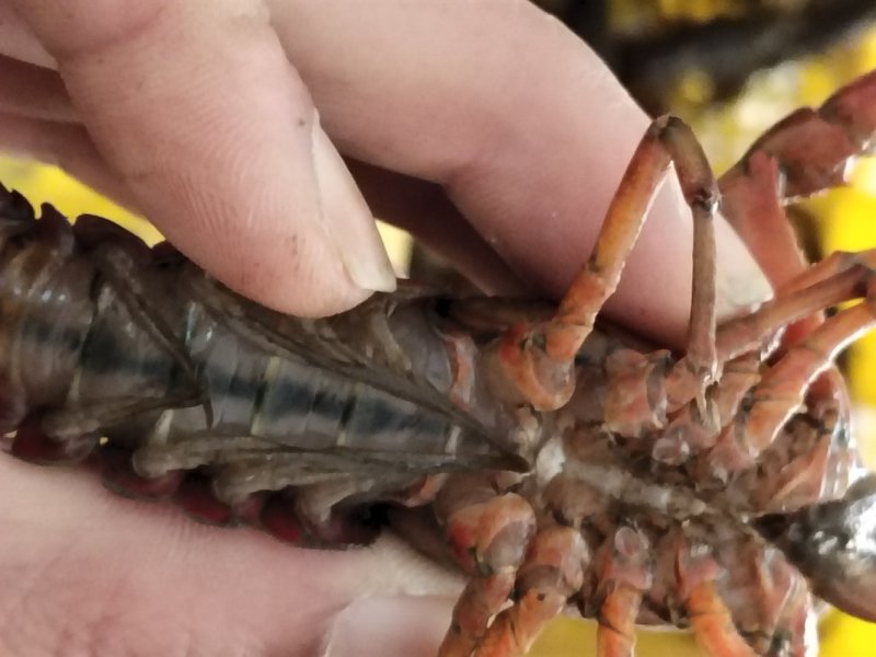潜江小龙虾义朗精品6以上青虾一件包邮肉质饱满