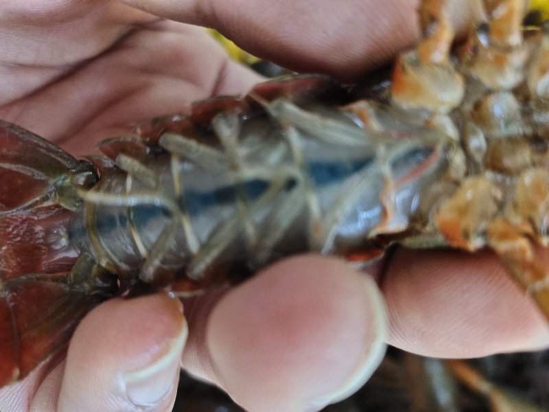 潜江小龙虾义朗精品6以上青虾一件包邮肉质饱满