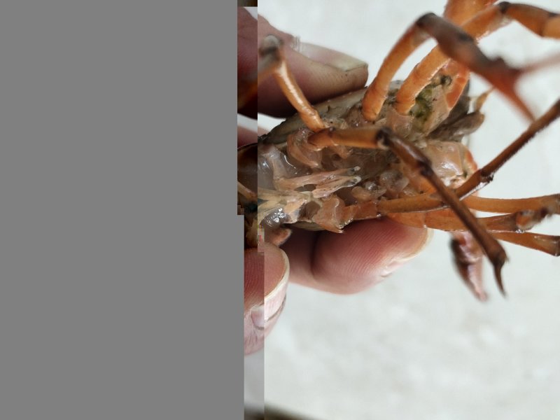 潜江小龙虾义朗精品6以上青虾一件包邮肉质饱满