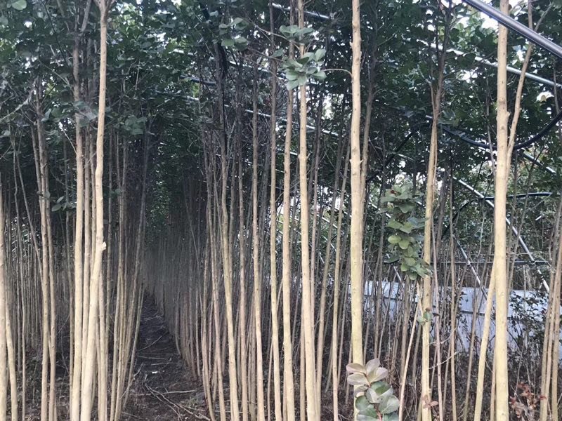 美国三红紫薇红火球红火球天鹅绒