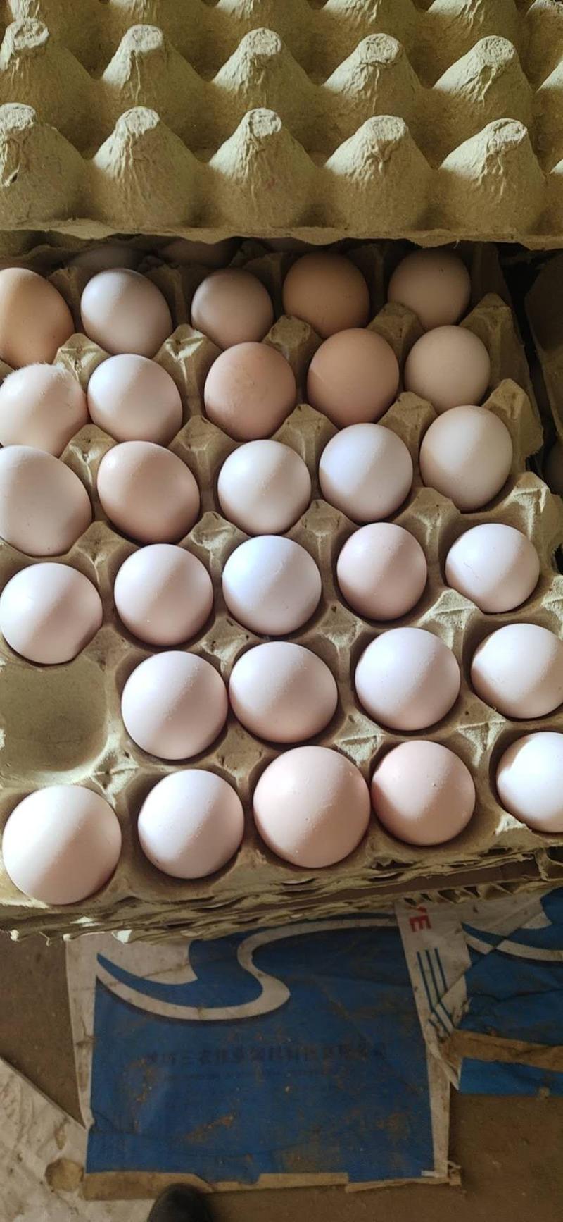 粉蛋，土鸡蛋，农三，粉六，粉八，新阳黑单色双色！量大从优