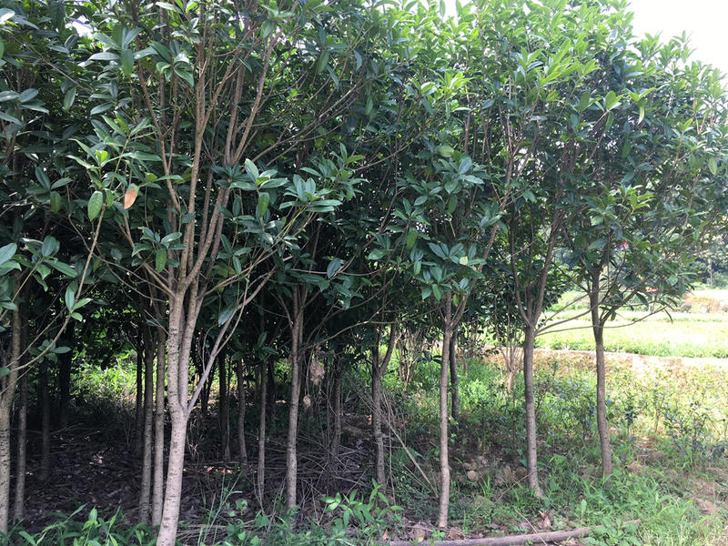 桂花树1米以下4~6cm1.5~2米