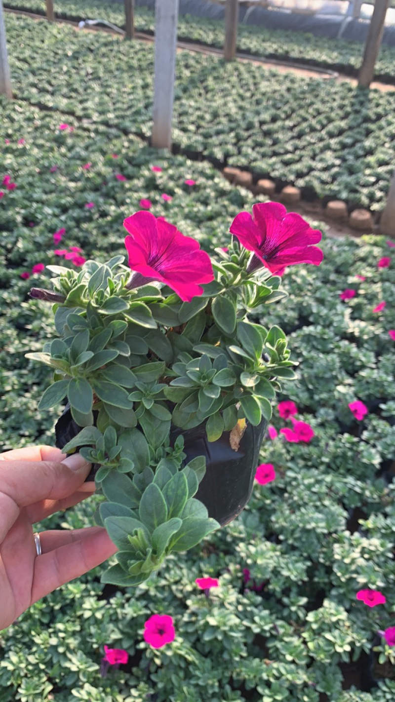 垂吊牵牛花、红色，粉色，蓝色