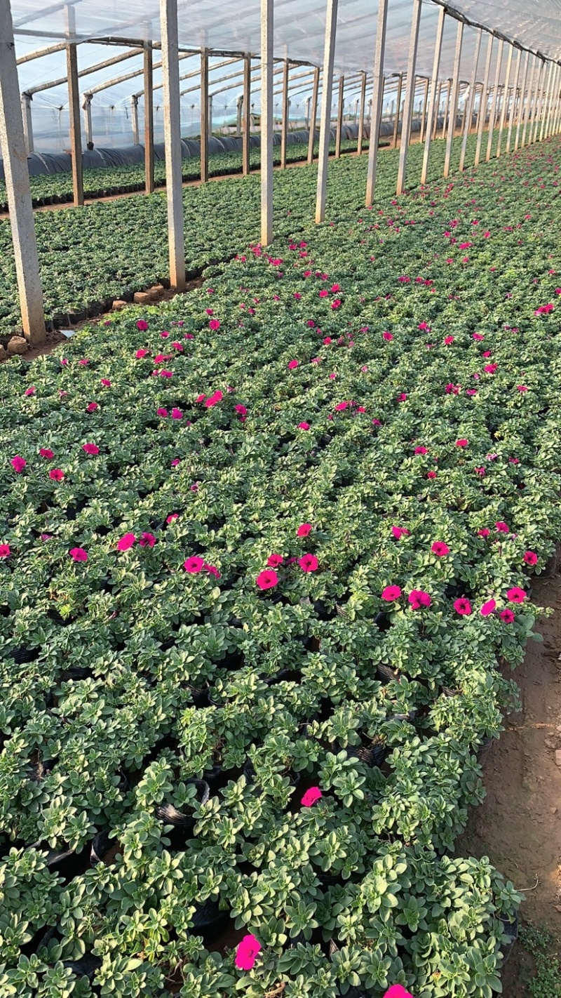 垂吊牵牛花、红色，粉色，蓝色