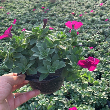 垂吊牵牛花、红色，粉色，蓝色
