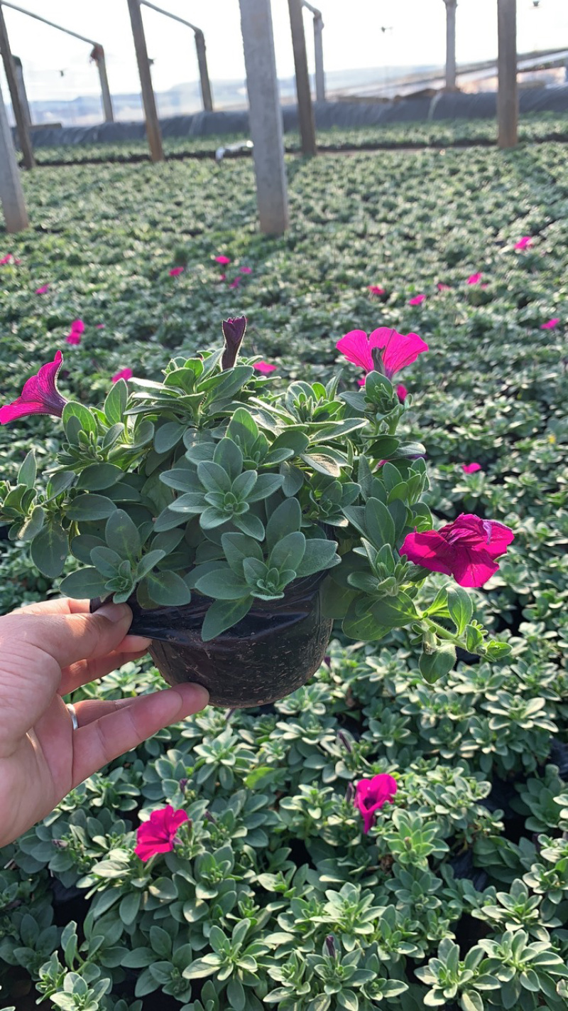 垂吊牵牛花、红色，粉色，蓝色