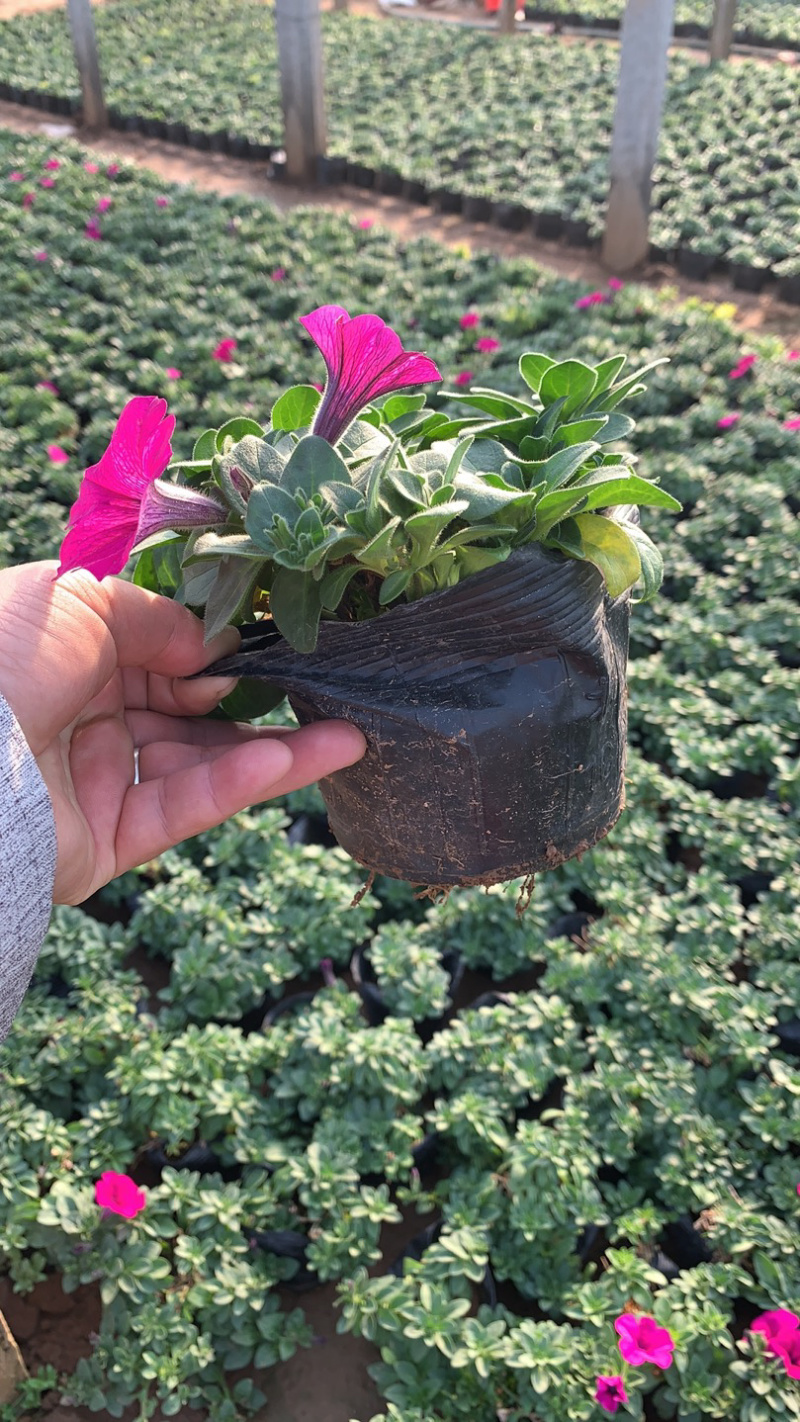 垂吊牵牛花、红色，粉色，蓝色