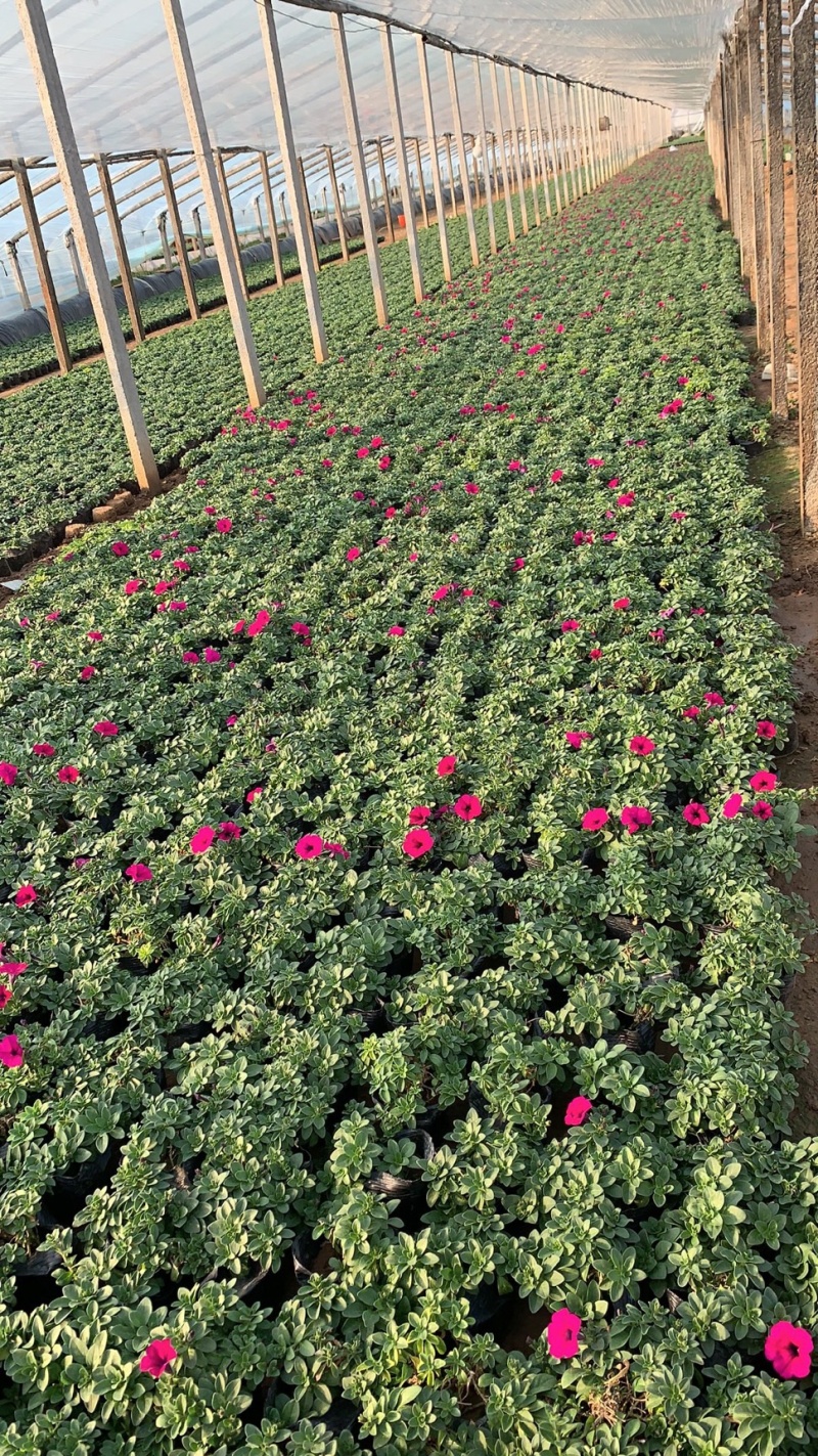 垂吊牵牛花、红色，粉色，蓝色