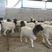 杜泊绵羊免费运输繁殖母羊买十只送一只包技术