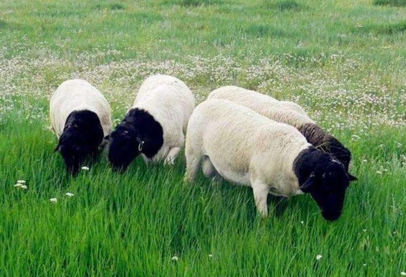 杜泊绵羊免费运输繁殖母羊买十只送一只包技术