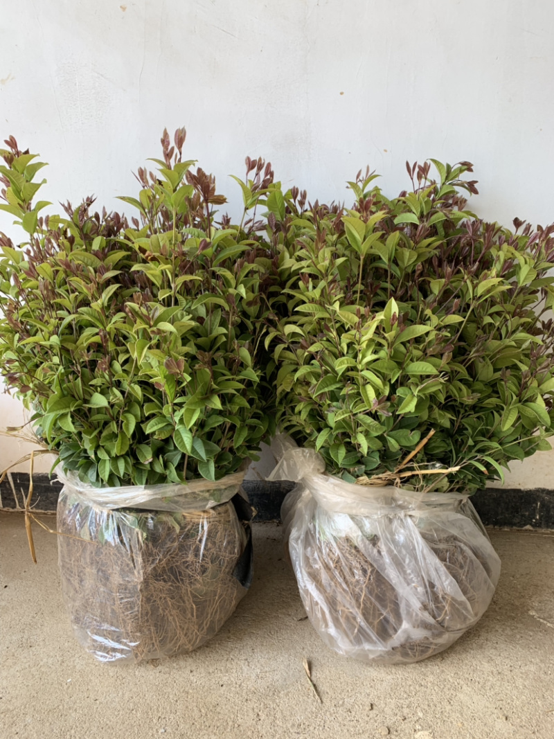 四季桂桂花苗，苗子粗壮，根系发达。