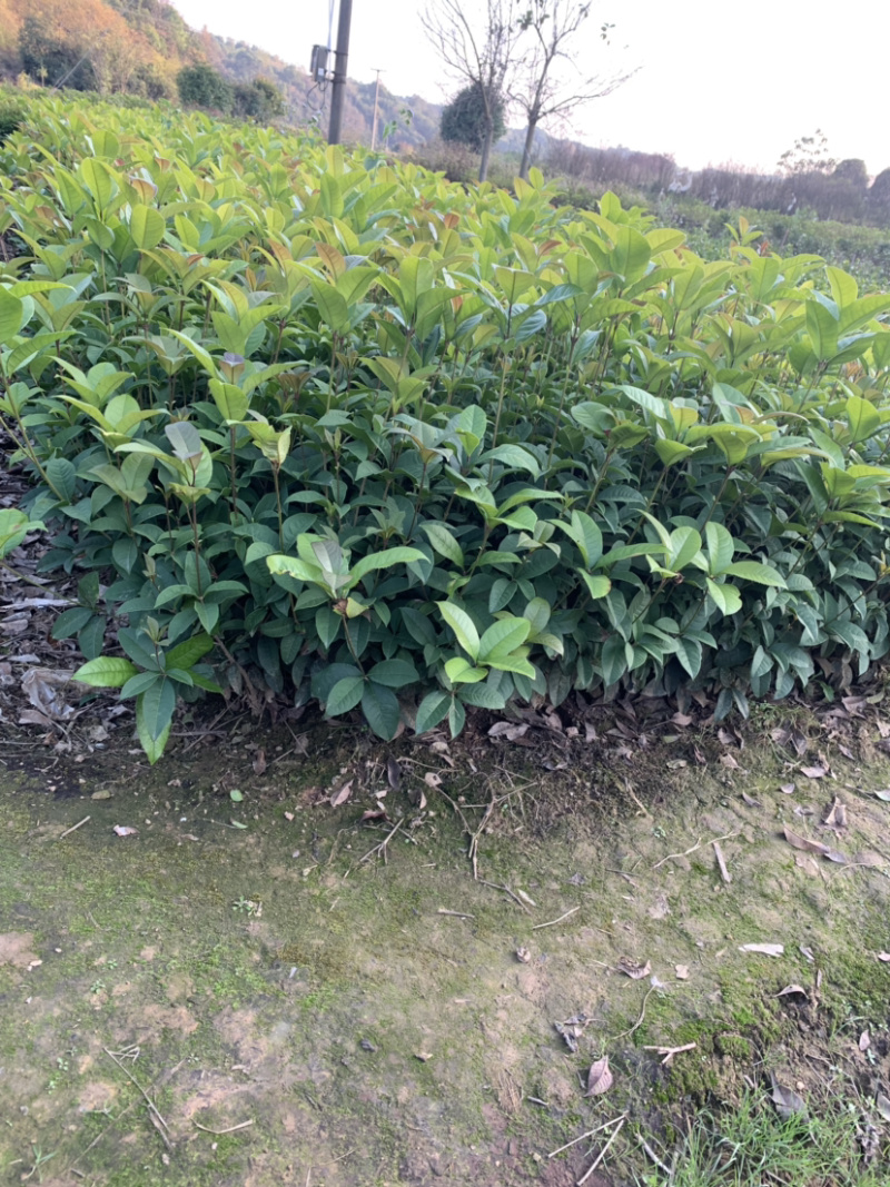 四季桂桂花苗，苗子粗壮，根系发达。