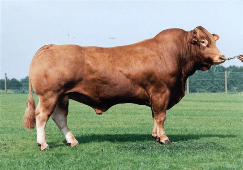 黄牛牛犊肉牛犊育肥肉牛犊免费运输买十头送一头