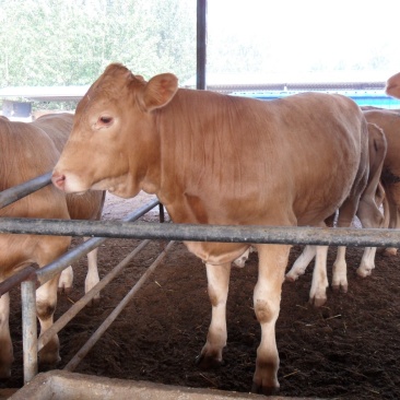 黄牛牛犊肉牛犊育肥肉牛犊免费运输买十头送一头