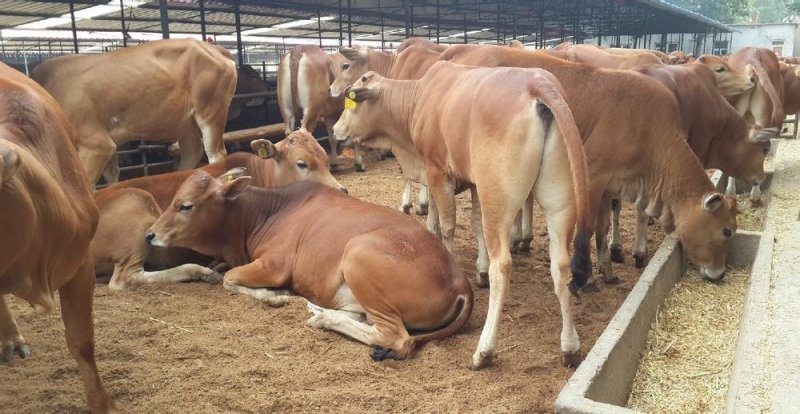 黄牛牛犊肉牛犊育肥肉牛犊免费运输买十头送一头