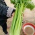 西芹50cm以上