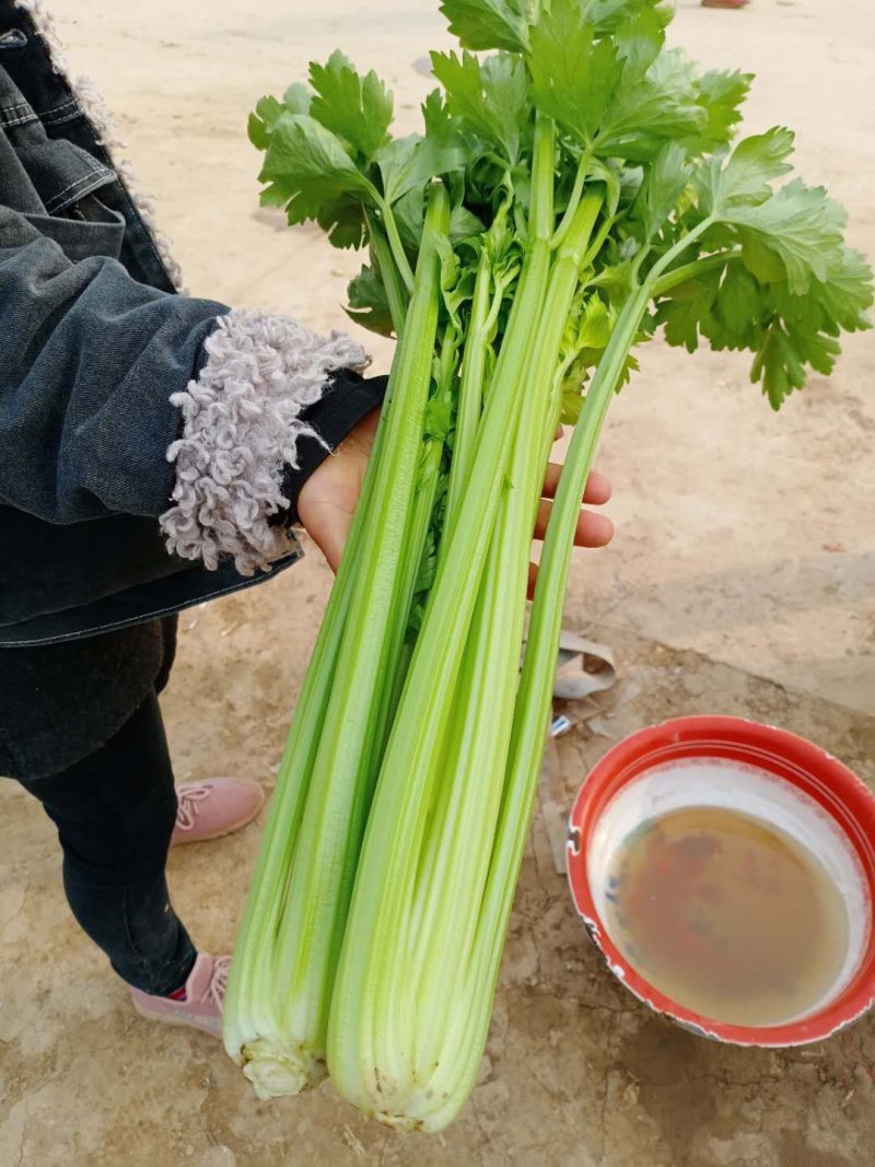 西芹50cm以上