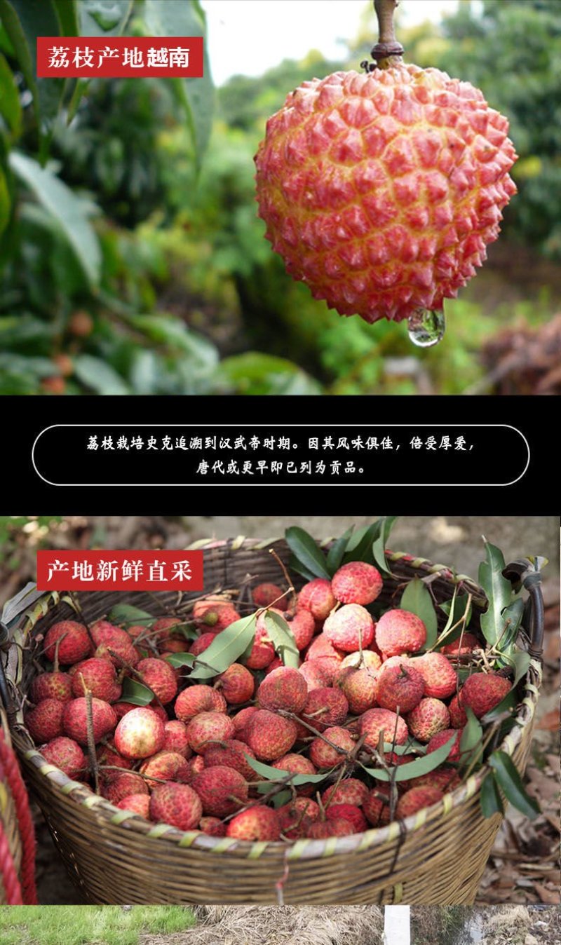 【一件代发】21年新货大荔枝干莆田特产农家核小肉厚糯
