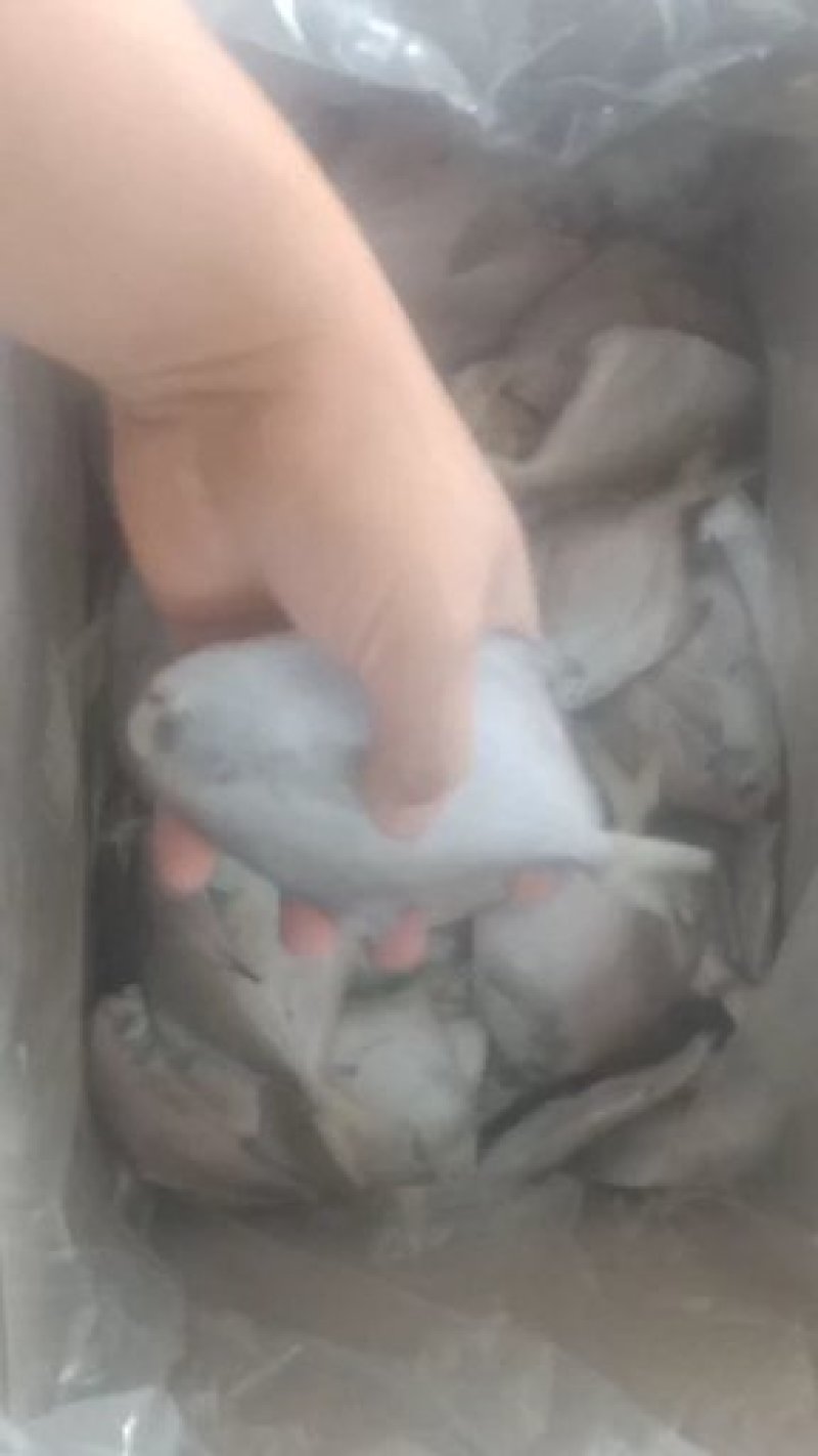 1-2银鲳鱼单冻的冰衣很小不包运费量大从优