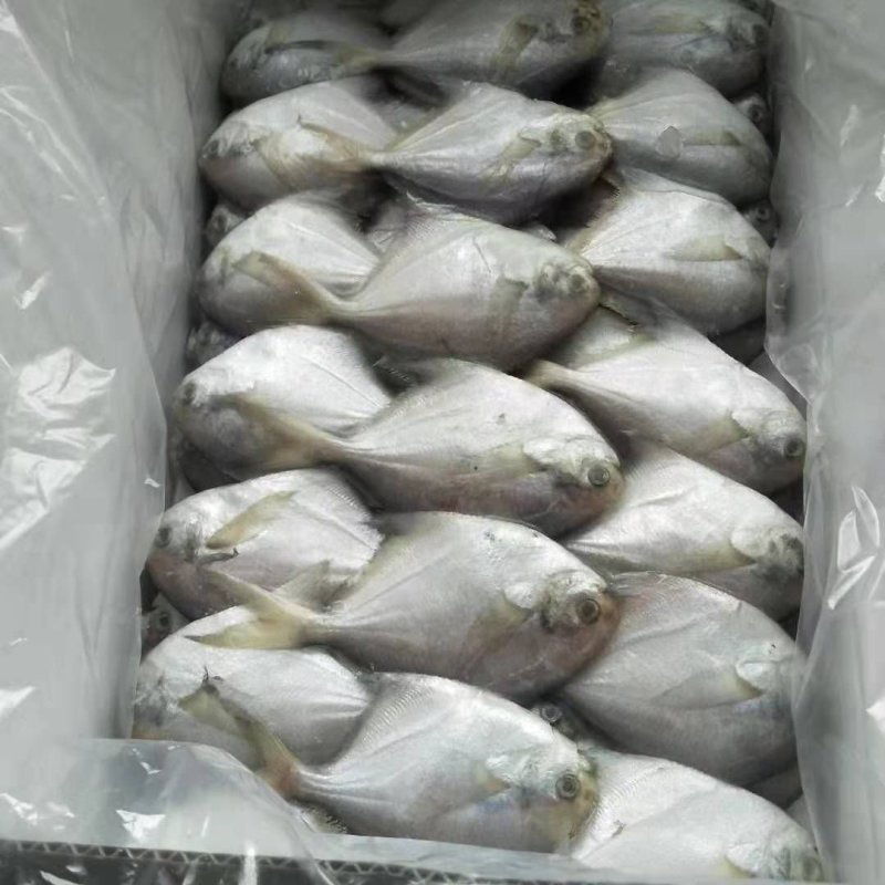1-2银鲳鱼单冻的冰衣很小不包运费量大从优