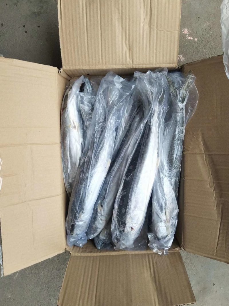 东海马鲛鱼燕尾鲅质量好没有破肚没有破磷不包运费量大从优