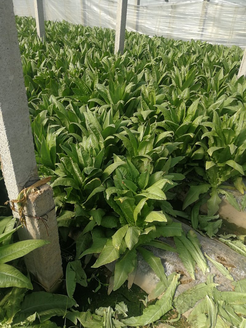 【精品莴苣】青叶莴笋莴笋产地直销量大从优