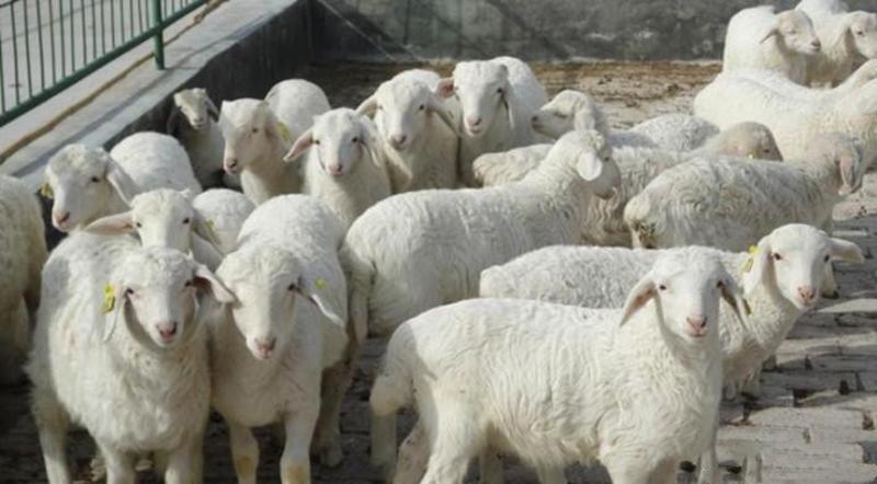 小尾寒羊羔绵羊羔免费运输买十只送一只包回收