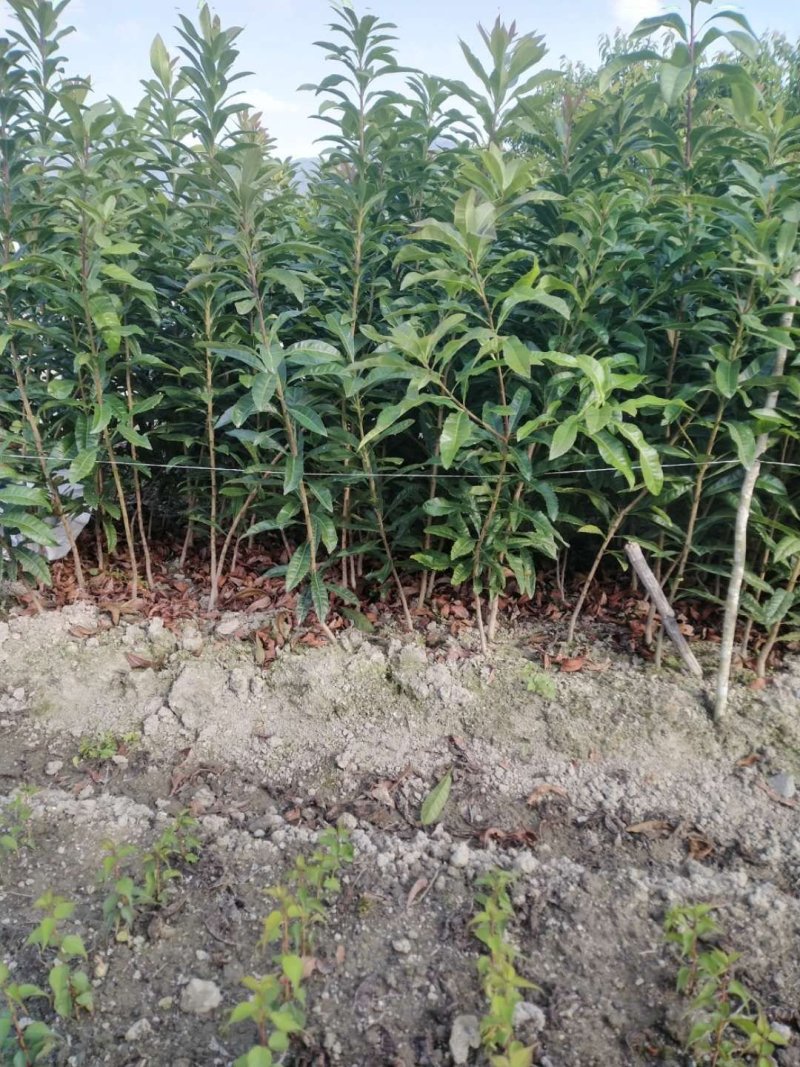 杨梅苗，东槐杨梅苗，嫁接杨梅苗
