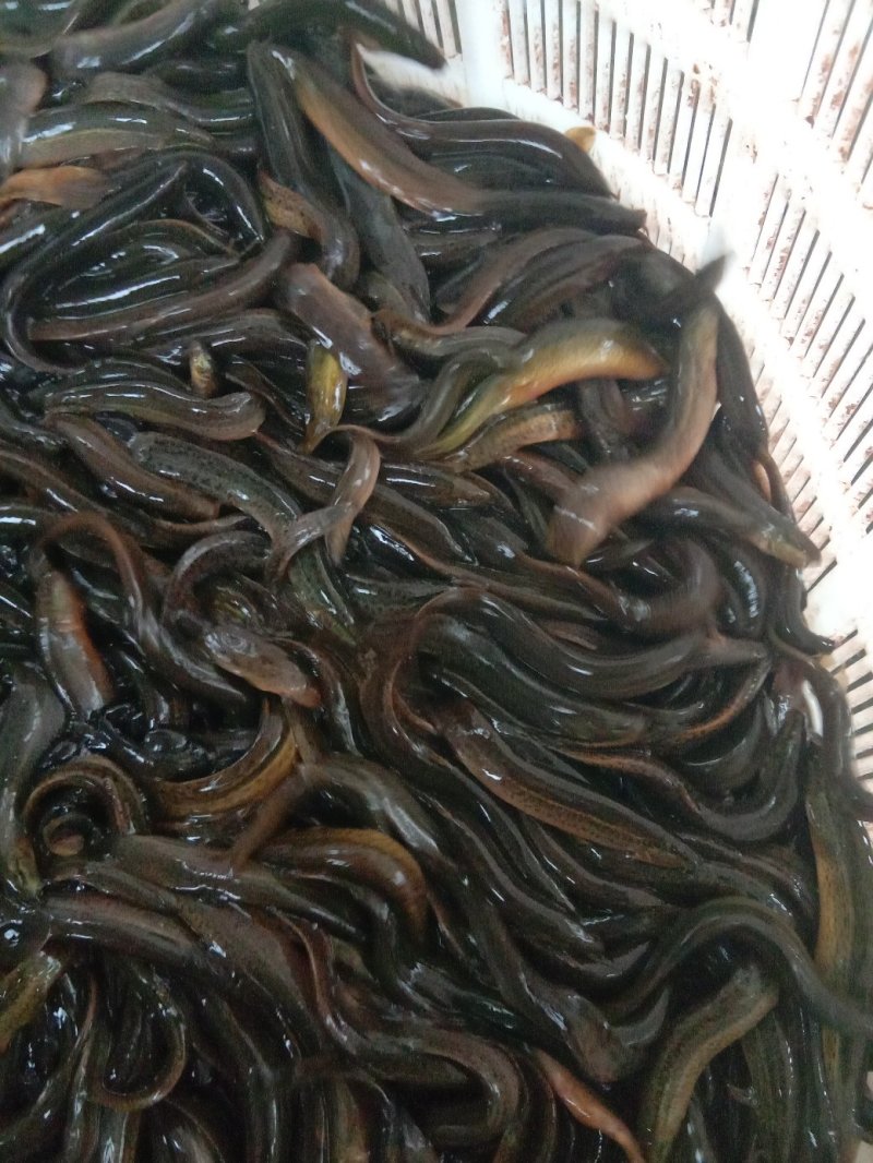【包送贵川】重庆泥鳅鲜活#产地直供#量大从优