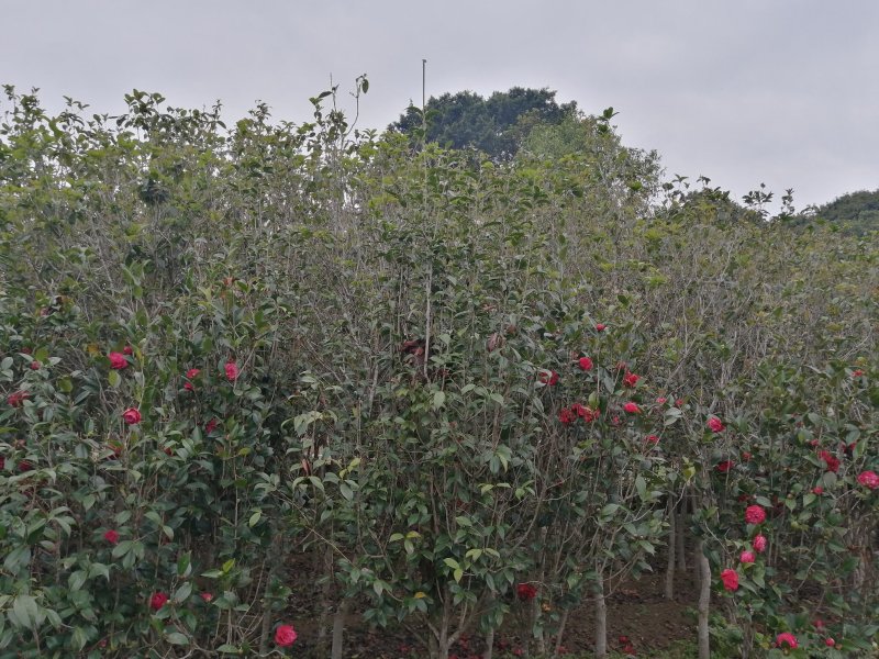 桂花苗