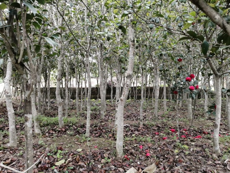 桂花苗