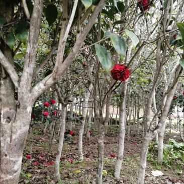 桂花苗