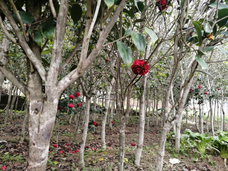 桂花苗