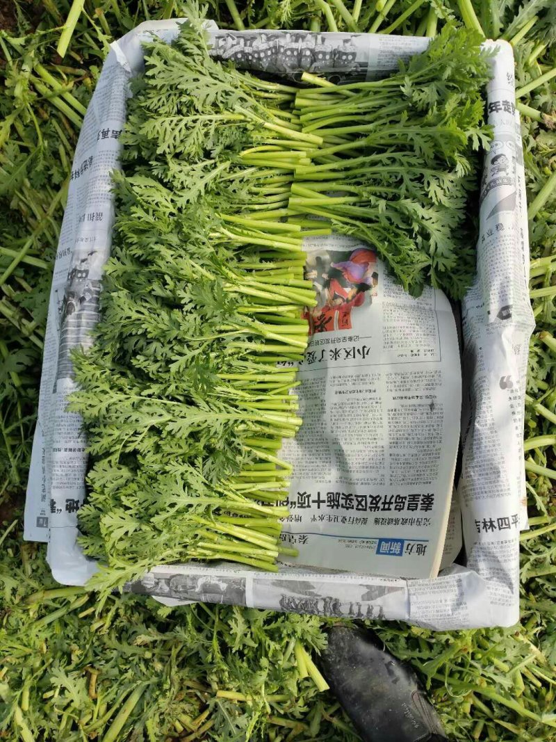 精品茼蒿，颜色亮，嫩欢迎订购
