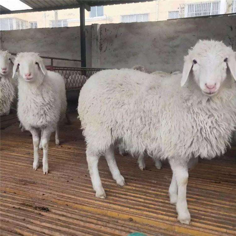 白菜价的🐑