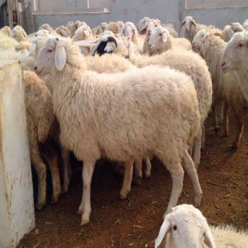 白菜价的🐑