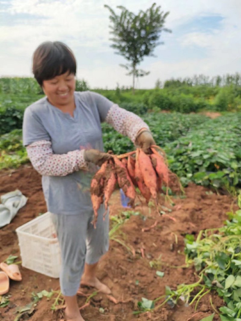 烟薯25潍坊岭地烟薯25沙土地