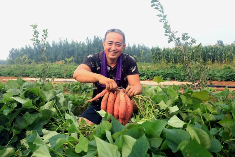 烟薯25潍坊岭地烟薯25沙土地